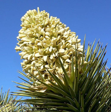 5 JOSHUA TREE Palm Tree Yucca Brevifolia White Flowers Cactus Succulent Seeds